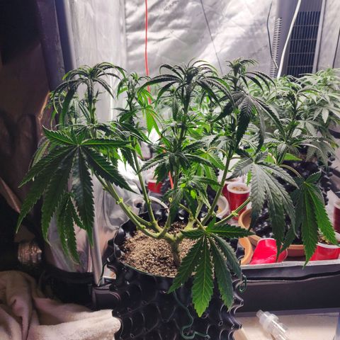 Juicy Fruit #3 growlog timeline photo