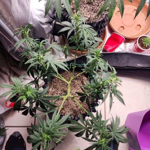 Juicy Fruit #3 growlog timeline photo