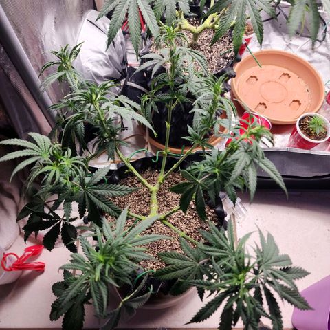 Juicy Fruit #3 growlog timeline photo