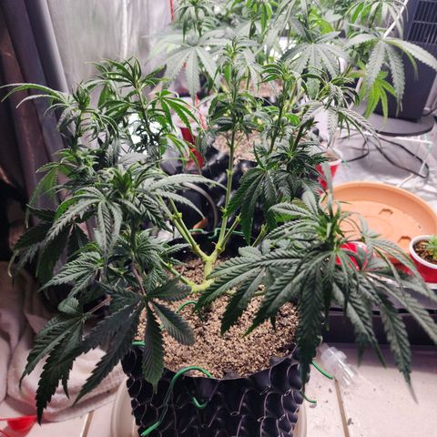 Juicy Fruit #3 growlog timeline photo
