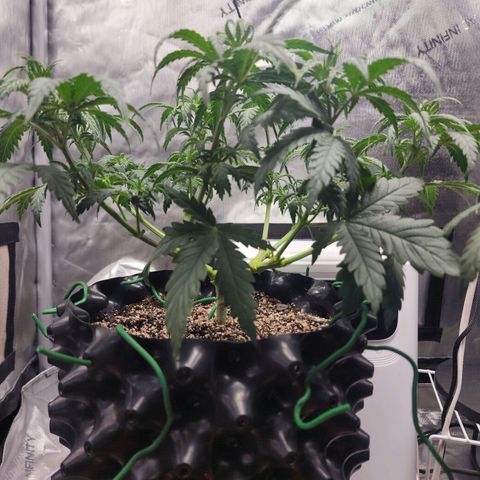 Juicy Fruit #2 growlog timeline photo