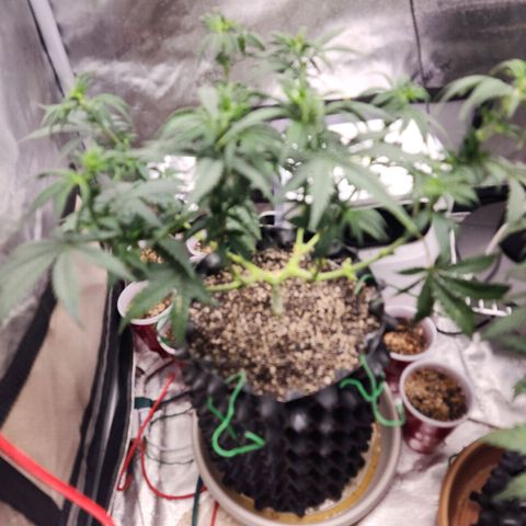 Juicy Fruit #2 growlog timeline photo