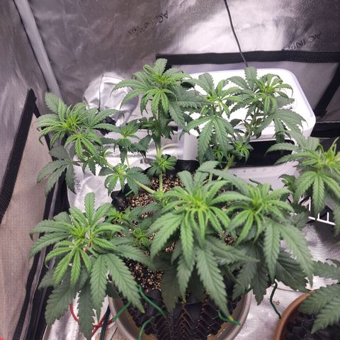 Juicy Fruit #2 growlog timeline photo