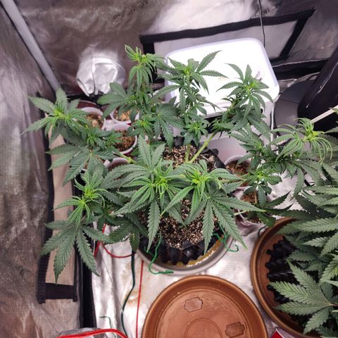 Juicy Fruit #2 growlog timeline photo