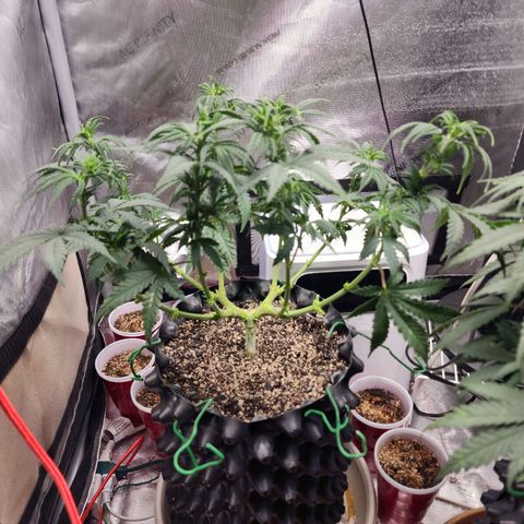 Juicy Fruit #2 growlog timeline photo