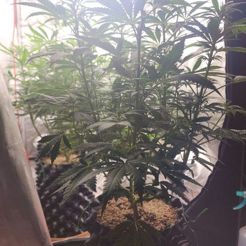 Juicy Fruit #3 growlog timeline photo