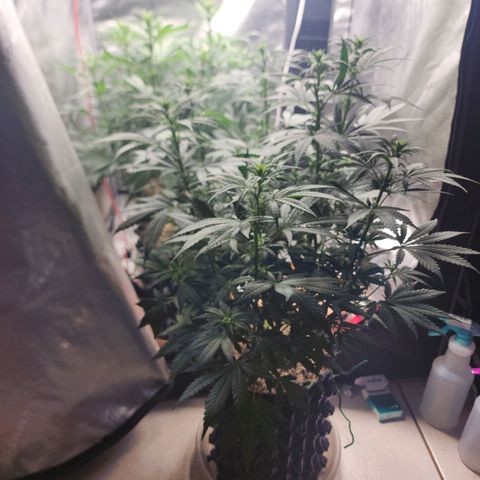 Juicy Fruit #3 growlog timeline photo