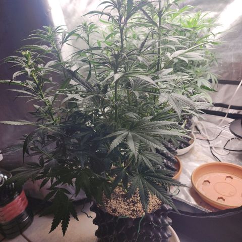 Juicy Fruit #3 growlog timeline photo