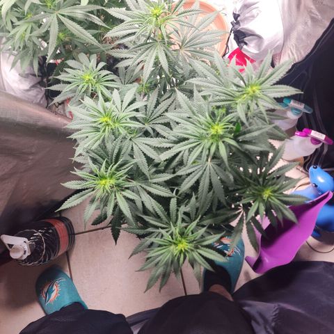 Juicy Fruit #3 growlog timeline photo