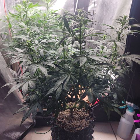 Juicy Fruit #3 growlog timeline photo