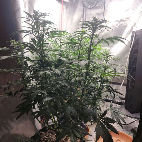 Juicy Fruit #3 growlog timeline photo