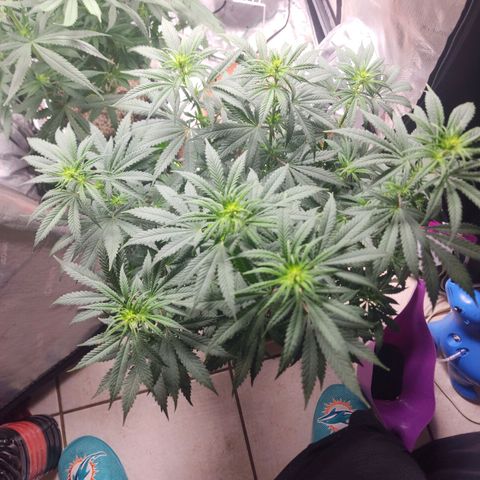 Juicy Fruit #3 growlog timeline photo