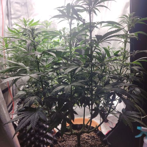 Juicy Fruit #3 growlog timeline photo