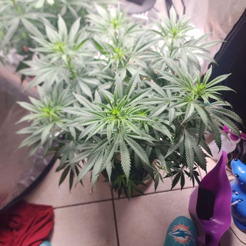 Juicy Fruit #2 growlog timeline photo