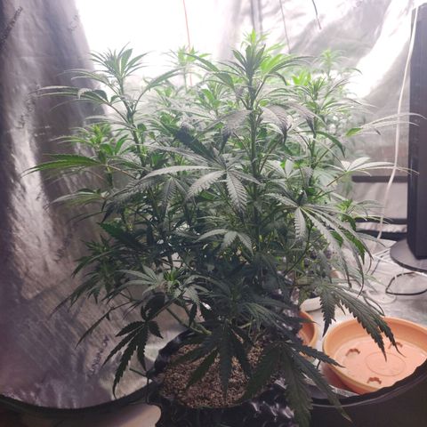 Juicy Fruit #2 growlog timeline photo