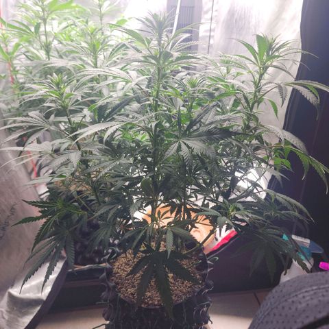 Juicy Fruit #2 growlog timeline photo