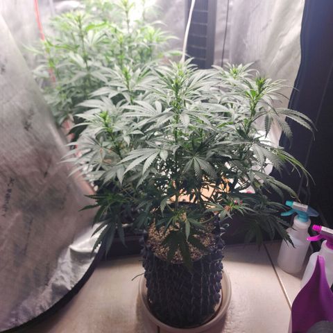 Juicy Fruit #2 growlog timeline photo