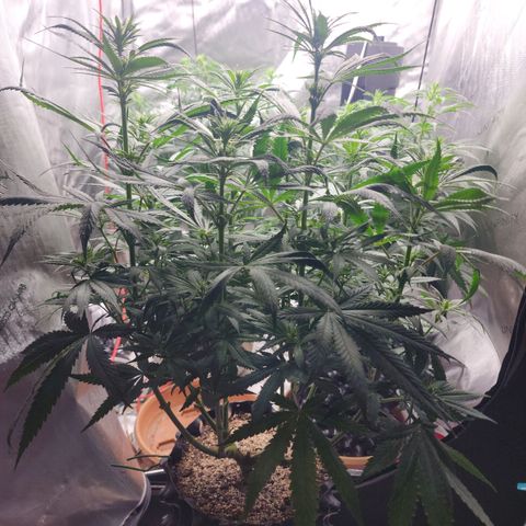Juicy Fruit #1 growlog timeline photo
