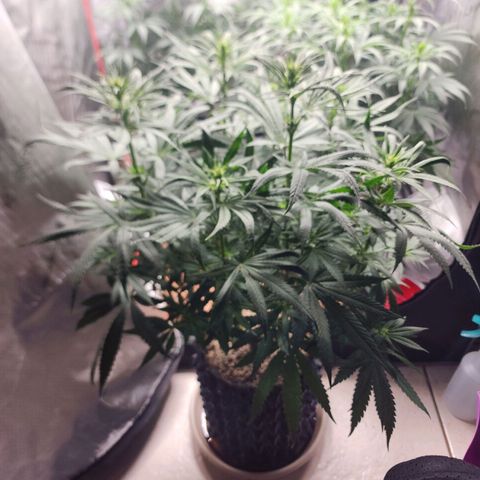 Juicy Fruit #1 growlog timeline photo