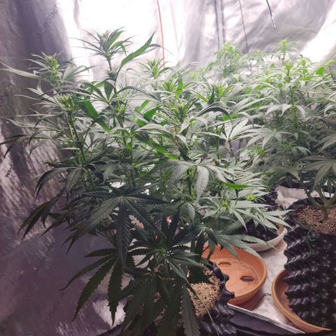 Juicy Fruit #1 growlog timeline photo