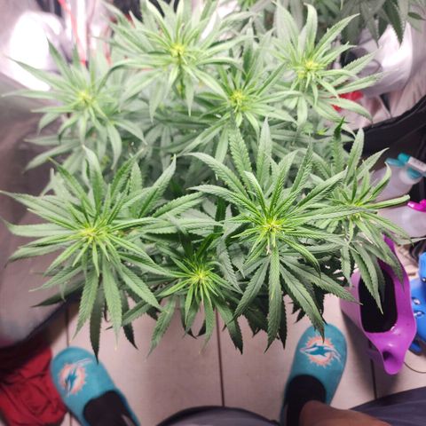 Juicy Fruit #1 growlog timeline photo