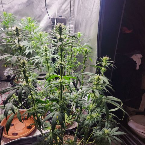 Juicy Fruit #1 growlog timeline photo
