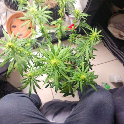 Juicy Fruit #1 growlog timeline photo