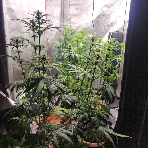 Juicy Fruit #1 growlog timeline photo