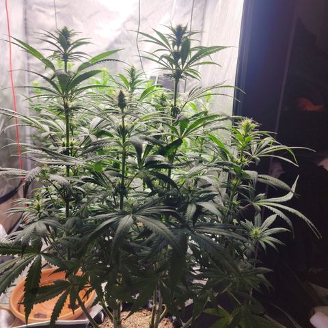 Juicy Fruit #1 growlog timeline photo