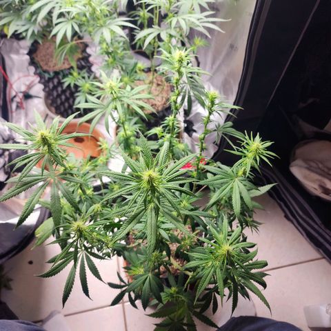 Juicy Fruit #1 growlog timeline photo