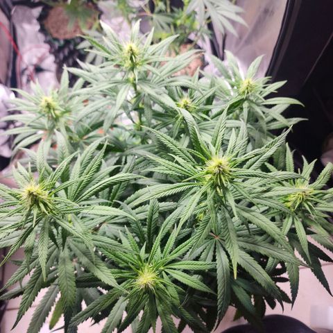 Juicy Fruit #1 growlog timeline photo