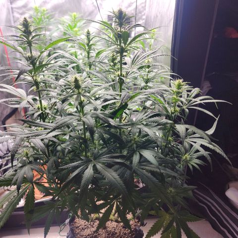 Juicy Fruit #1 growlog timeline photo