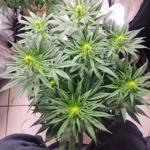 Juicy Fruit #2 growlog timeline photo