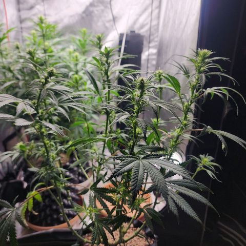 Juicy Fruit #2 growlog timeline photo