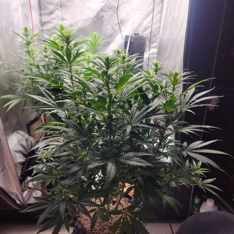 Juicy Fruit #2 growlog timeline photo