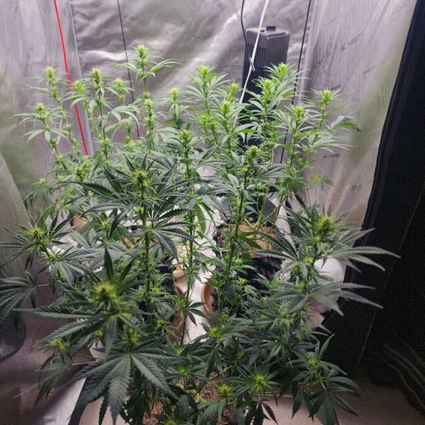 Juicy Fruit #3 growlog timeline photo