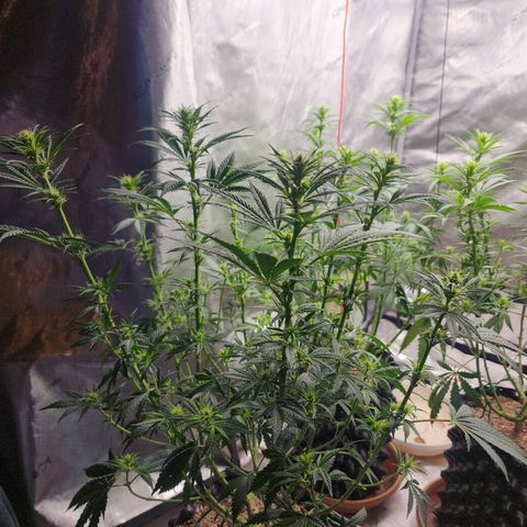Juicy Fruit #3 growlog timeline photo