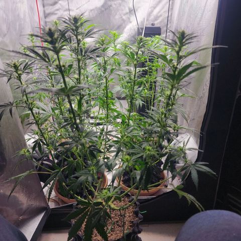 Juicy Fruit #3 growlog timeline photo