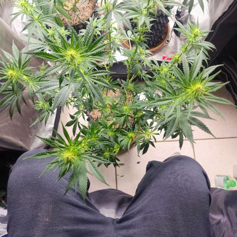 Juicy Fruit #3 growlog timeline photo