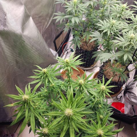 Juicy Fruit #1 growlog timeline photo