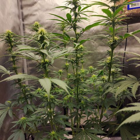 Juicy Fruit #1 growlog timeline photo