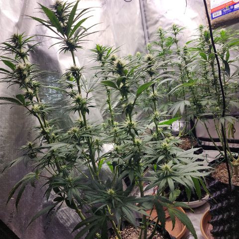 Juicy Fruit #1 growlog timeline photo