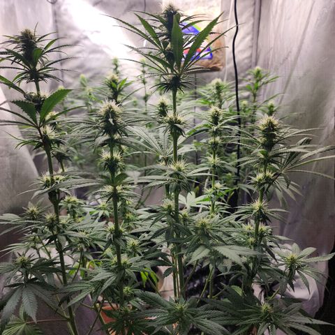 Juicy Fruit #1 growlog timeline photo