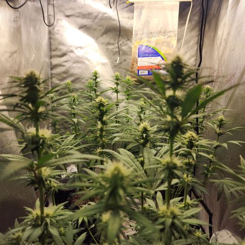 Juicy Fruit #1 growlog timeline photo