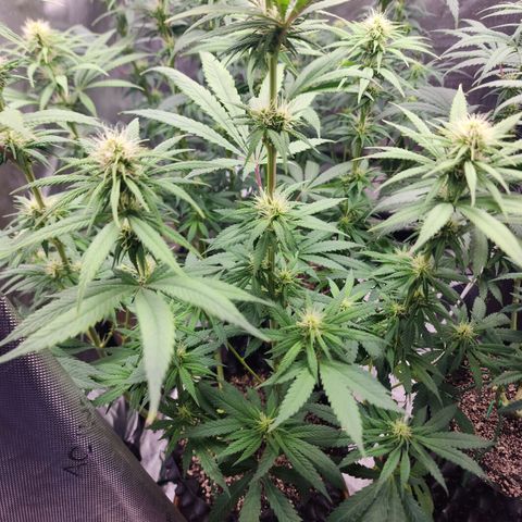 Juicy Fruit #1 growlog timeline photo