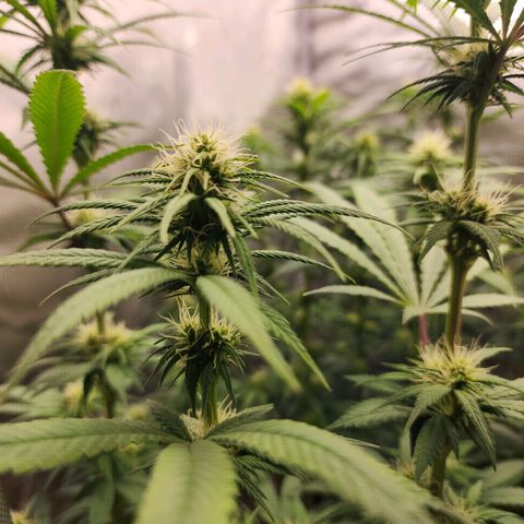 Juicy Fruit #1 growlog timeline photo