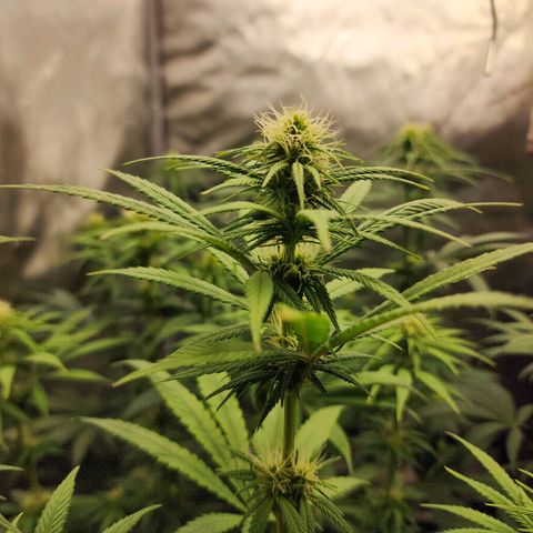 Juicy Fruit #1 growlog timeline photo