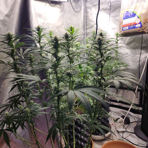 Juicy Fruit #3 growlog timeline photo
