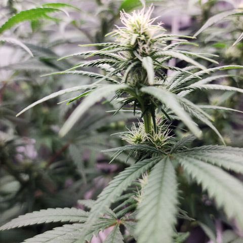 Juicy Fruit #3 growlog timeline photo