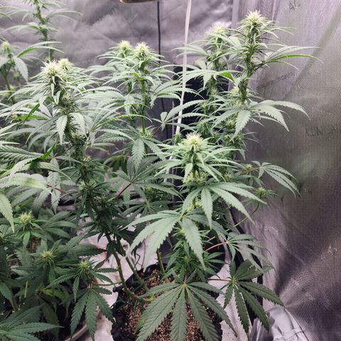 Juicy Fruit #3 growlog timeline photo